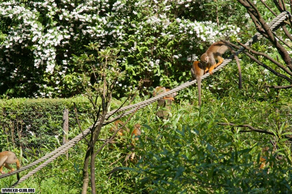 12.sraz Kia-Club.org 107